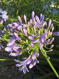 Free Image On Pixabay Agapanthus Monet Blue Flower Agapanthus Blue Flowers Free Images