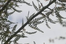 Image result for Terminalia tricristata