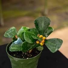 Image result for Ficus laurifolia
