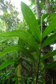 Image result for Renealmia africana