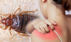How To Identify Bedbugs And Distinguish Them From Other Pests - Dengarden