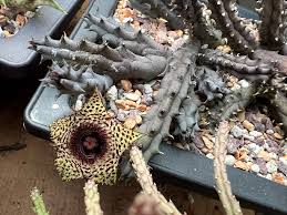 Image result for Huernia erectiloba