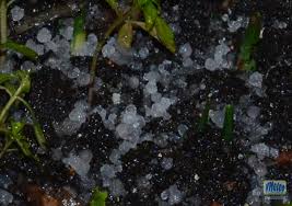 Olyan érzelmekkel vártam az estét, mint amilyennel a gazda megy jégverés után a. Jegeso Januarban Vmeteo Veszpremi Idojaras