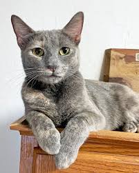 My family members Theo the cat and Scarlett the chicken teach me a thing or  two about being a cat know-it-all. Touché, and point taken. #caturday