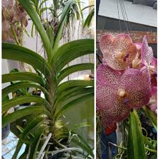 Selain suku bunga efektif, masih ada jenis bunga lainnya. Orkid Vanda Purple Bunga Besar Shopee Malaysia