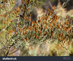 Image result for Casuarina verticillata