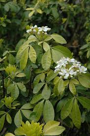 Have this growing in a large pot under a balcony & it only gets a bit of dappled sun. Sundance Mexican Mock Orange Choisya Ternata Sundance In Vancouver Victoria Burnaby Penticton Coquitlam British Columbia Bc At Gardenworks