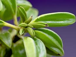 Peperomia plants are low maintenance houseplants with beautiful foliage. Ikea Himalayamix Plant Species Care Plant Index