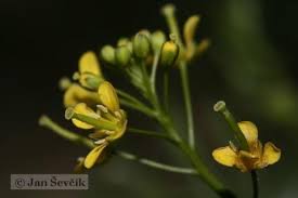 Image result for Erucastrum