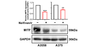 Image result for Nelfinavir