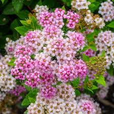 Image result for Spiraea japonica ´Little Princess