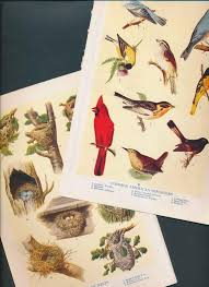 Birds That Make Mud Nests On Walls 1910 Authentic Bookplate Birds Bird Nests Bird Nest Craft Bird Supplies Vintage Wall Art