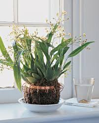 Hanging orchid ceiling, orchid roof, suspended orchid ceiling with white orchid mass arrangements. Orchids Out Of The Vase Into The Strainer Orchids Indoor Orchids Orchid Pot
