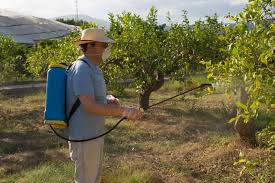 Make your home inhabitable for them. Bees And Pesticides What Is Safe Perfectbee