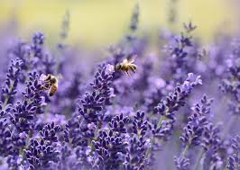 In this article, i am explaining how to root your lavender cuttings in. Can You Propagate Lavender Cuttings In Water