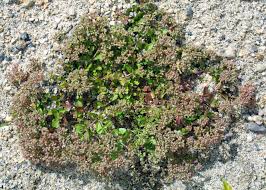 Image result for Polycarpon tetraphyllum