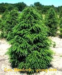 Canadian Hemlock