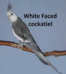 White Faced Cockatiel Lifespan Cockatiel White Face Breeding Cockatiels