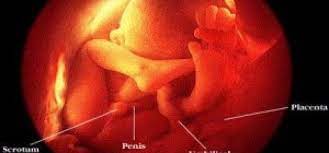 Di dalam al qur'an tersebut merupakan teori penciptaan manusia yang menjelaskan 2 kategori karena itu, manusia itu sebenarnya berasal dari saripati tanah, yang kemudian berproses melalui air mani. Alquran Dan Sains Penciptaan Manusia 3 Republika Online