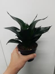 Sansevieria are one of our top recommended plants for new plant parents because of their ease of care and hardiness. Sansevieria Trifasciata Black Dragon New Rare Furniture Home Living Gardening Plants Seeds On Carousell