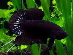 Black Halfmoon Plakat Betta Price 21 44 Gbp Worldwide Shipping Https Diapteron Co Uk Product Black Halfmoon Plakat Betta In 2020 Betta Betta Fish Aquarium Fish