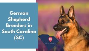 Training a new german shepherd puppy with layla the lovely and german shepherd man. 16 German Shepherd Breeders In South Carolina Sc German Shepherd Puppies For Sale Animalfate