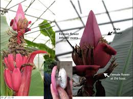 Image result for Musaceae