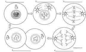Worksheet That Describes Each Phase Of The Cell Cycle Interphase Prophase Metaphase Anaphase Telophase And Include Mitosis Cell Cycle Cell Cycle Activity