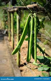 Image result for Canavalia gladiata