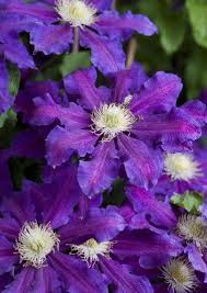 The amount of sun that an area in a garden gets affects which type of plants will thrive there. The Best Clematis For Your Garden In Pictures Clematis Planting Flowers Flowering Vines