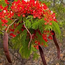Delonix Regia Delonix Regia Tree Seeds Plants