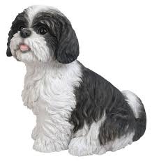 Black And White Maltese Shih Tzu Puppy Sitting Black White Shih Tzu Statue 11 L Natures Gallery All Products Bc83585 Shih Tzu Dog Shih Tzu Dogs