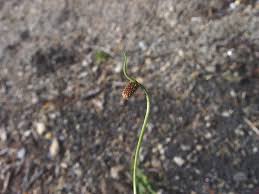 Image result for Lipocarpha