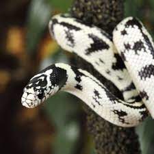 Desert Black King Snake Tumblr Snake Pretty Snakes California King Snake