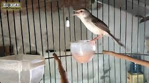 Rp 150.000 ciblek bunyi burja. Ciblek Semi Ngalung Tanpa Kroto