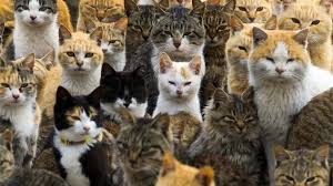 The international fund for animal welfare has offered to celebrate the international cat day, starting in 2002. These Are The Amazing Things You Can Do In Japan On Cat Day Bbc News