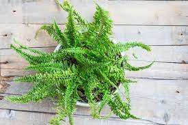 Put your boston fern in an appropriate room indoors. Boston Fern Care Guide For A Healthy House Plant Lovetoknow