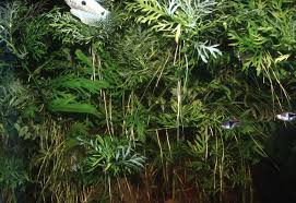 Image result for Ceratopteris