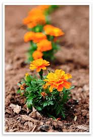 Keeping deer out of the garden. 9 Flowers Ideas Flowers Marigolds In Garden Plants