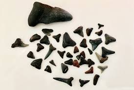 Check spelling or type a new query. Fun Facts And Tips For Finding Shark Teeth On The Grand Strand