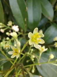 Image result for Cinnamomum