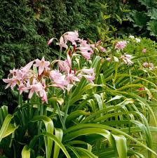 Image result for Crinum