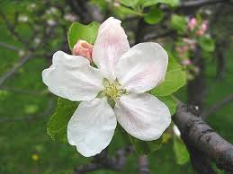 List Of State Flowers For All 50 States Apple Blossom Flower Flowers Dark Flowers