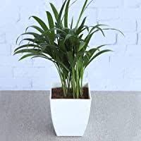 Ugaoo Areca Palm Air Purifier Natural Live Plant With Pot In 2020 Best Air Purifying Plants Live Plants Plants