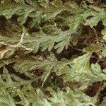 Image result for Hymenophyllum splendidum