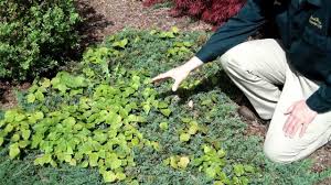 A sharp delineation between your garden and your lawn not only defines where the garden starts, but it also draws the eye there. How To Weed Garden Landscape Beds Youtube