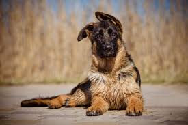 At 3 months old my pup's ears both stood straight up. What Can You Do If Your German Shepherd Puppy S Ears Don T Stand Up Pets4homes