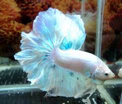 Pin On Betta