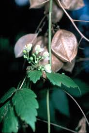 Image result for Cardiospermum grandiflorum