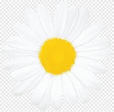 Maybe you would like to learn more about one of these? White Daisy Illustration Roman Chamomile Oxeye Daisy Transvaal Daisy Chrysanthemum Common Sunflower Daisy Flower White Sunflower Png Pngegg